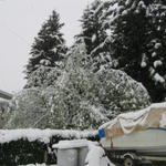 30 foot tree down to 12 feet!!
